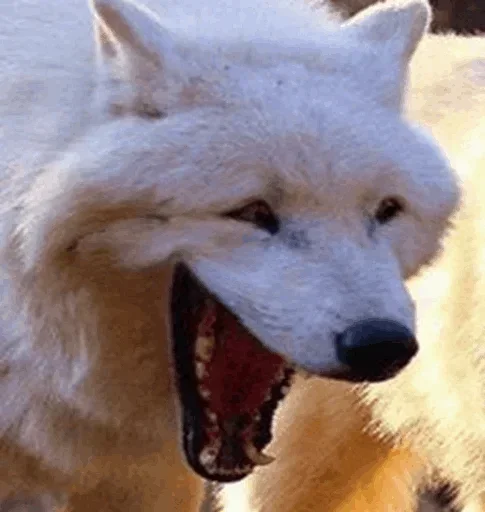 a white wolf with its mouth open